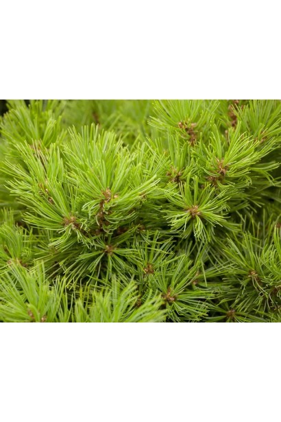 Сосна густоквіткова ‘Лоу Глоу’|Pinus densiflora ‘Low Glow’|Сосна густоцветная ‘Лоу Глоу’